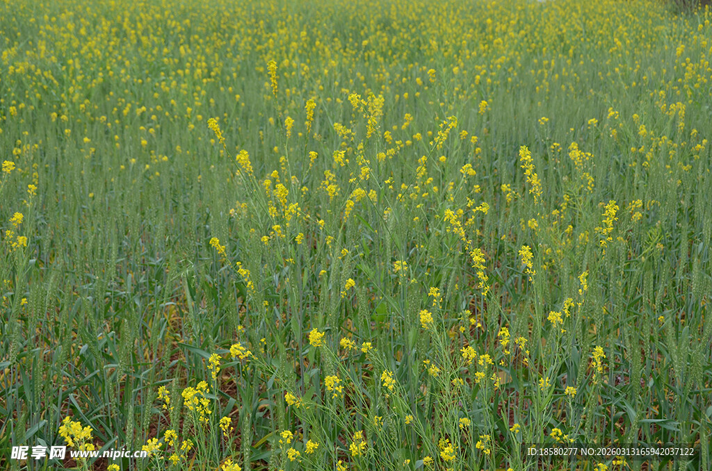 金黄油菜花田的美丽景致