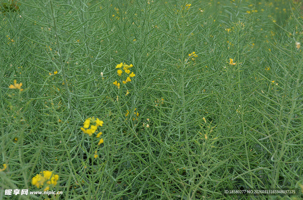 油菜花绿色田野中的黄色小花