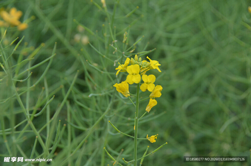 油菜花田野中的黄色小花