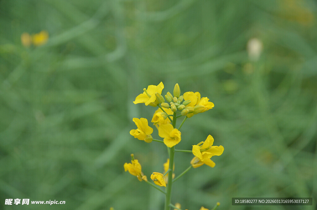 油菜花田野中的黄色小花