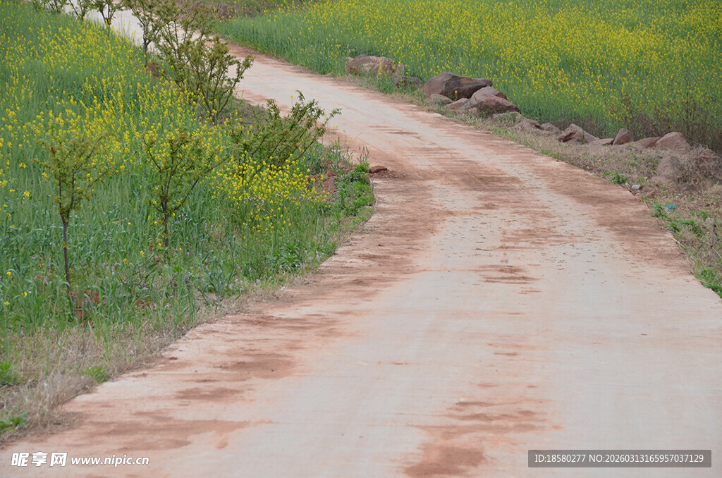 乡间蜿蜒小路油菜花相伴