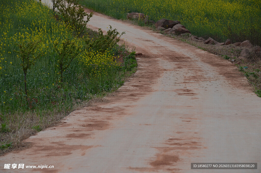 乡间土路旁的葱郁绿意油菜花