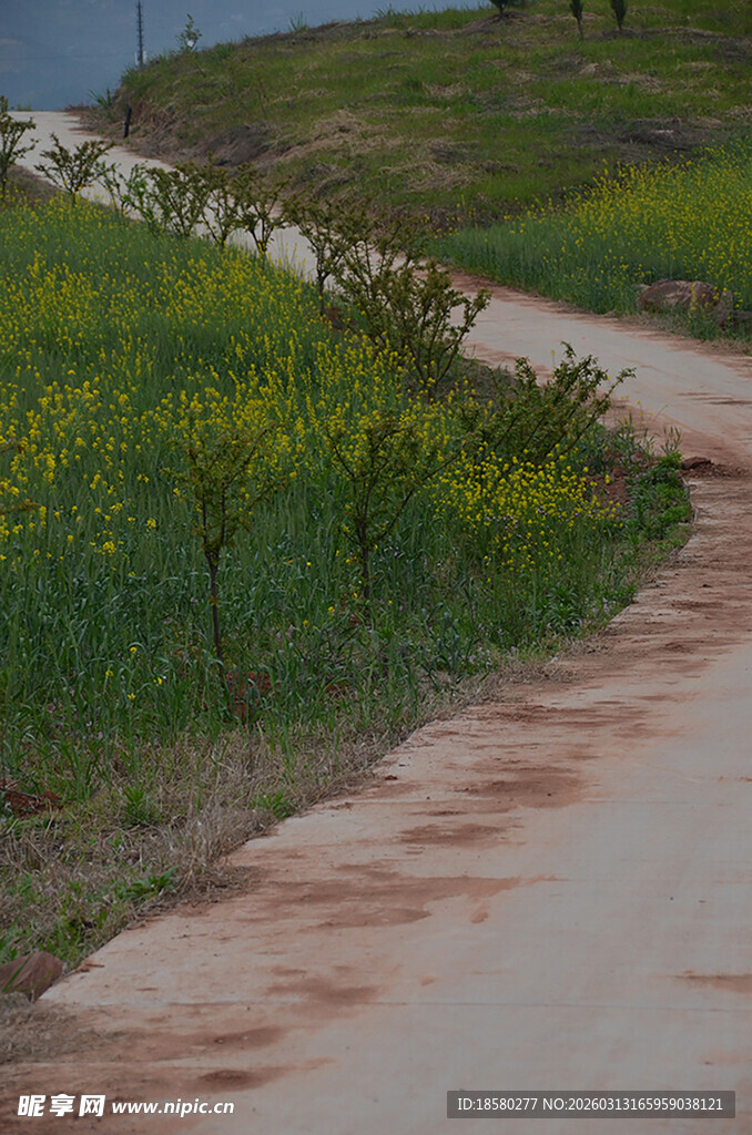 乡间小路旁的灿烂油菜花
