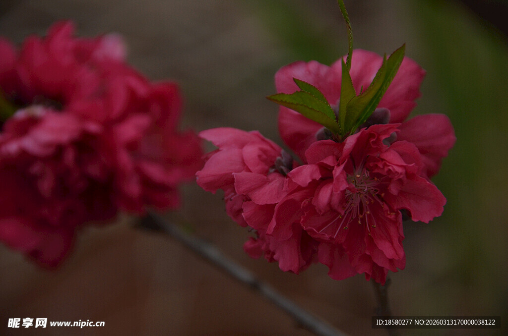 红梅花娇艳深红桃花绽放枝头