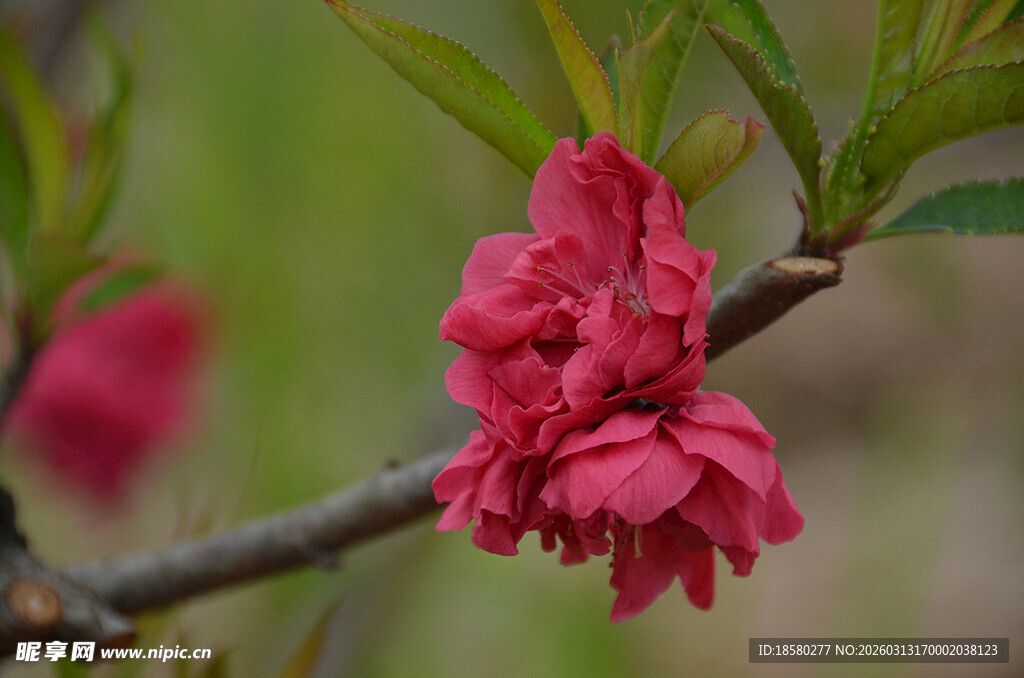 红梅花娇艳红桃花枝俏