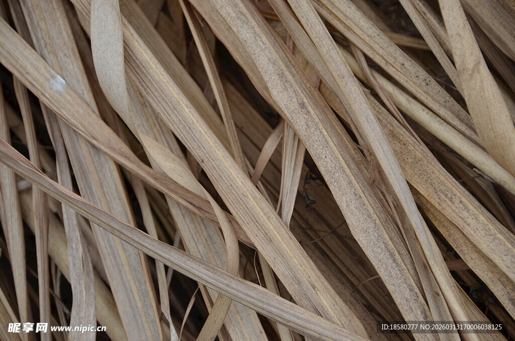 干枯草叶纹理特写