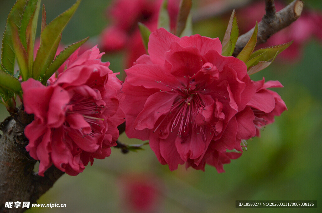 娇艳绽放的粉红色桃花