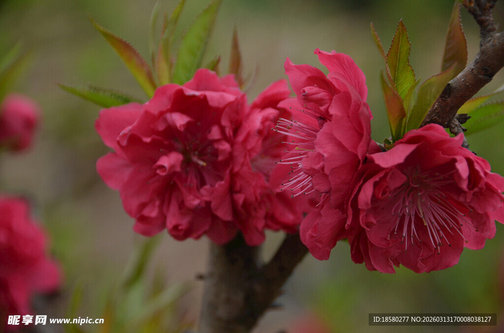 娇艳绽放的红色桃花梅花