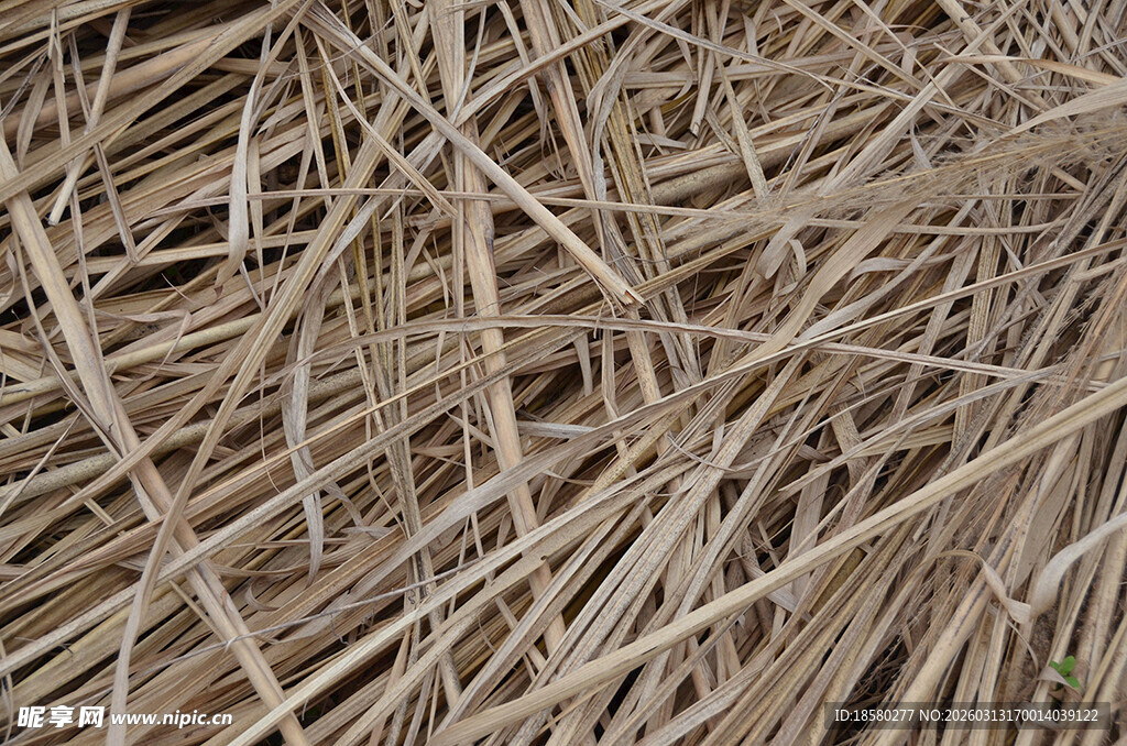 干草纹理特写