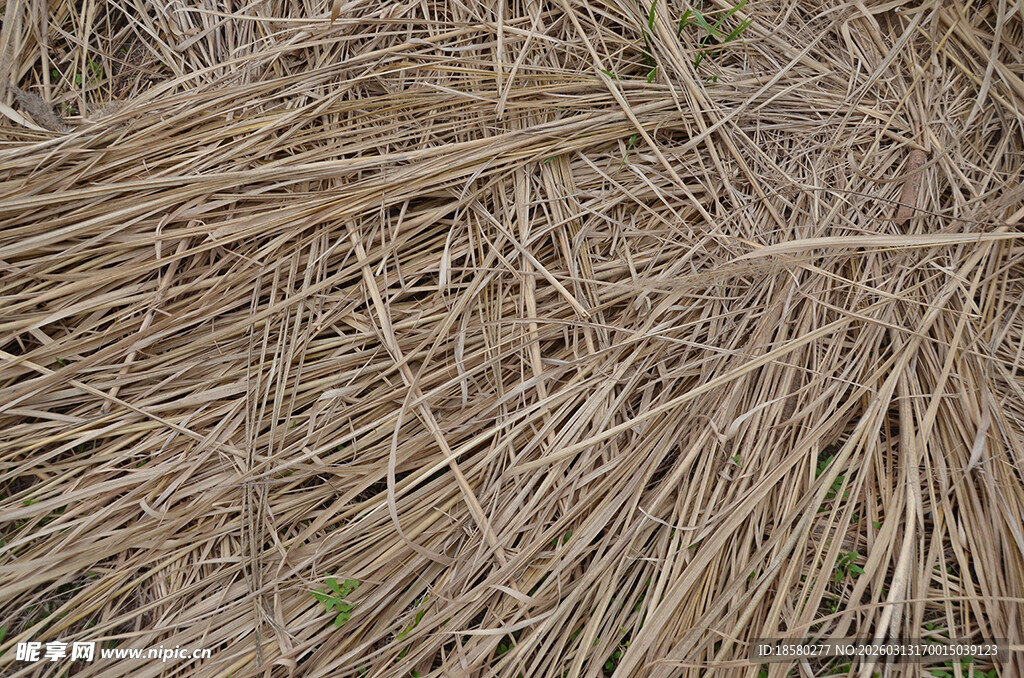干枯草堆特写