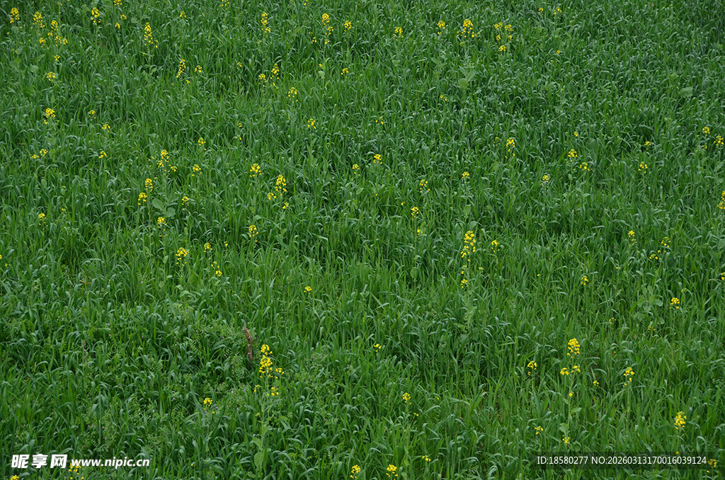绿色田野中的点点黄花