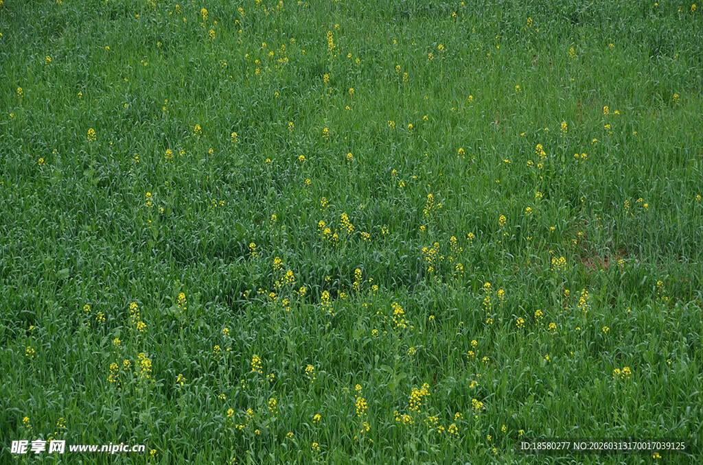 绿色草地间点缀黄色小花