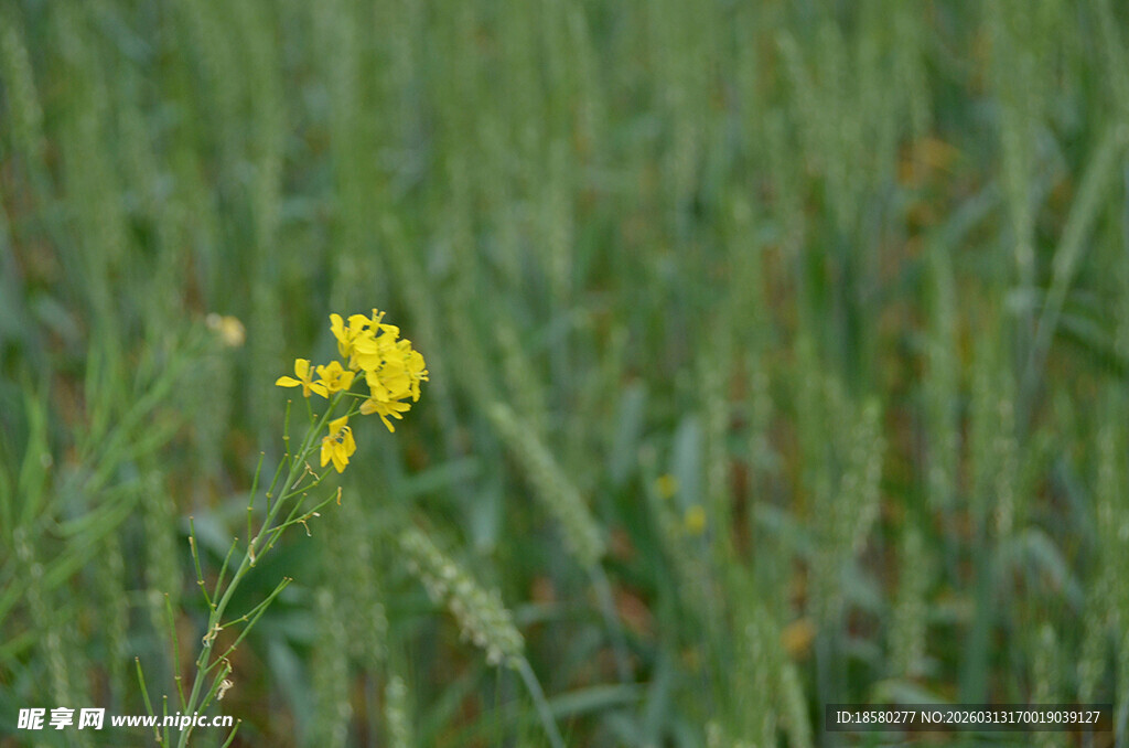 油菜花麦田中的黄色小花