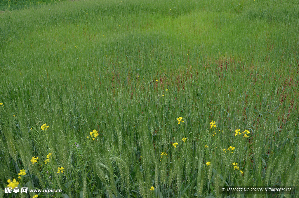 春日绿野中的黄色小花