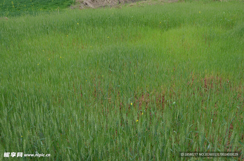 绿色田野中的生机景象