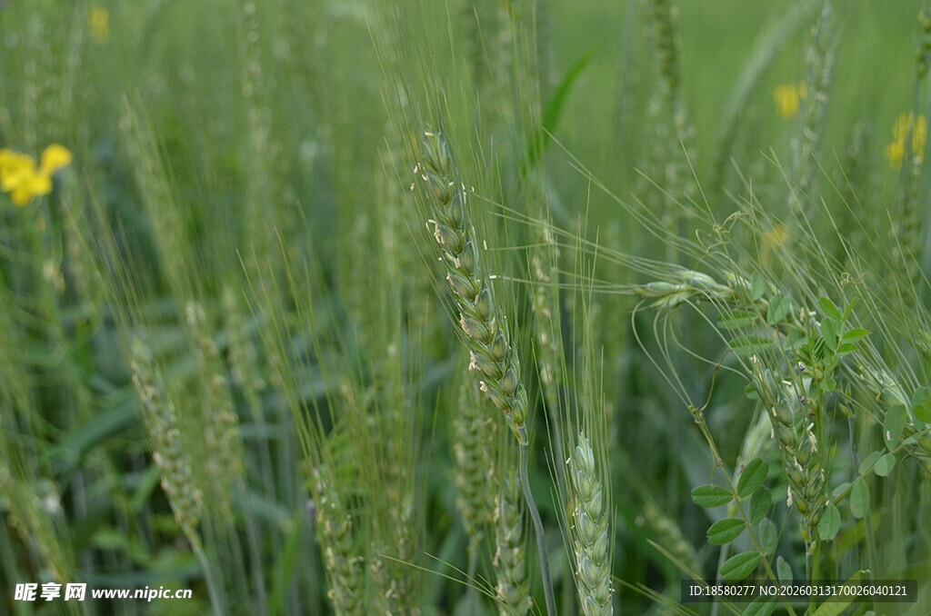 田野中的绿色麦苗与黄花