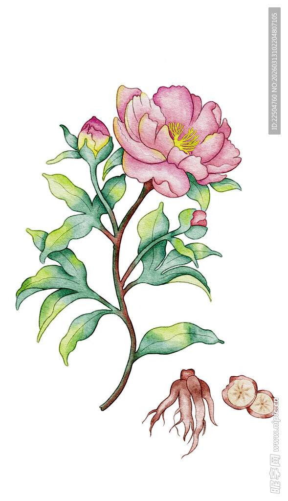 手绘赤芍中草药及根茎图
