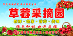 草莓采摘园