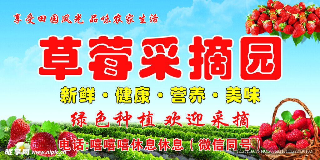 草莓采摘园