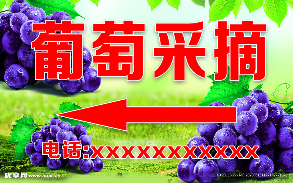 葡萄采摘体验之旅