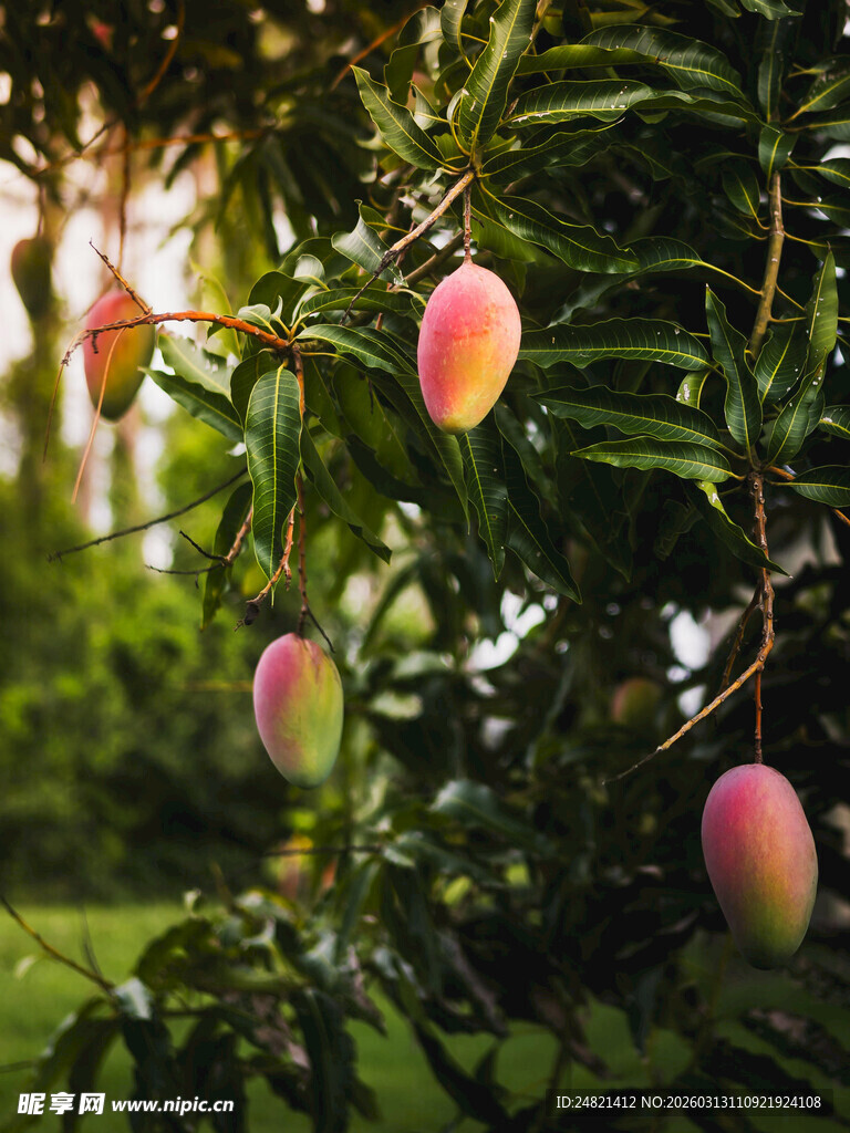 树上成熟的诱人芒果