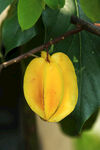 枝头黄艳的杨桃果实