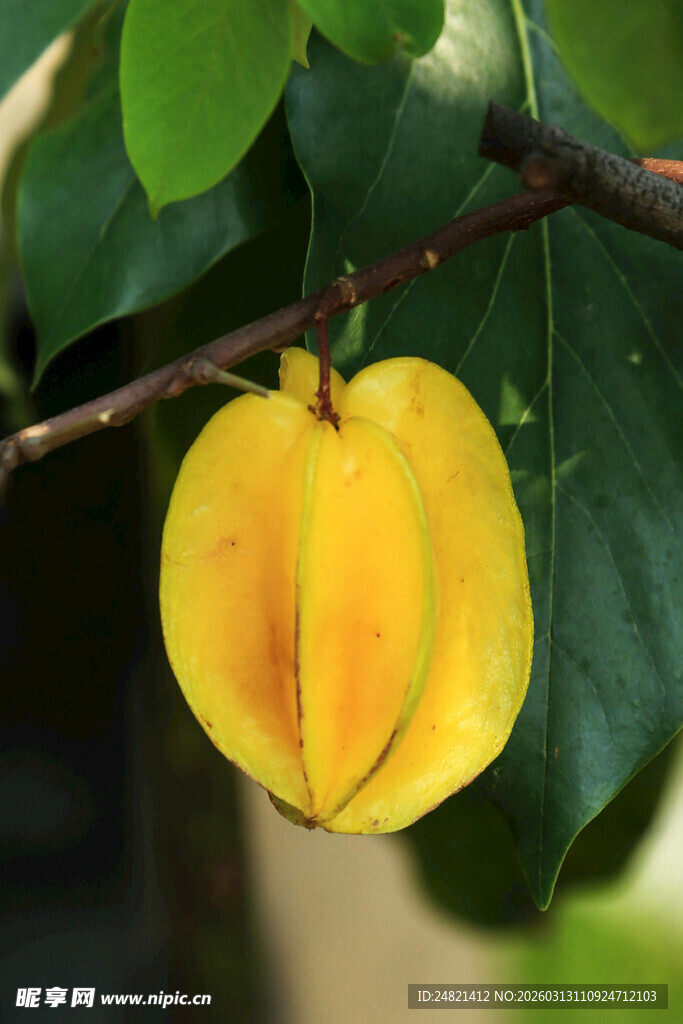 枝头黄艳的杨桃果实