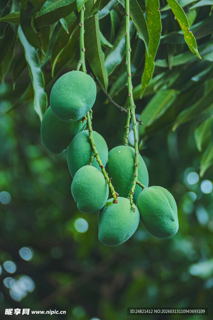 枝头青绿芒果待成熟