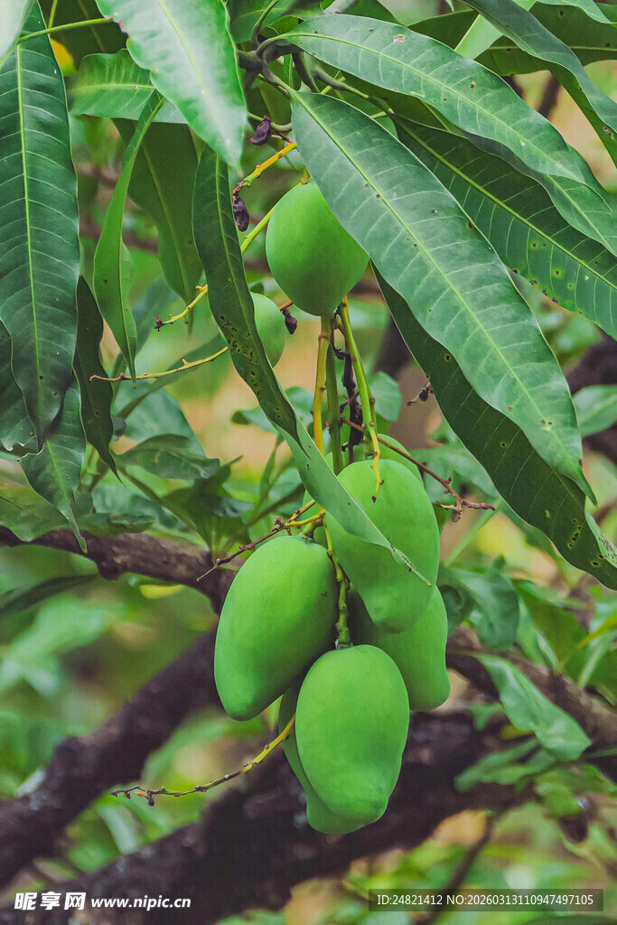 枝头青芒待成熟