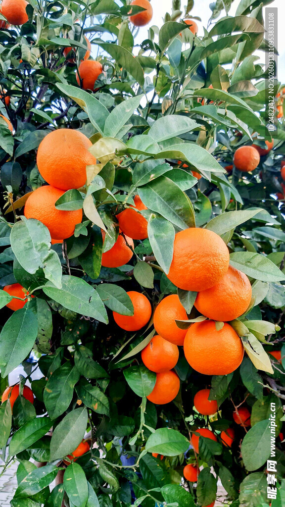 挂满枝头的鲜艳橙色果实