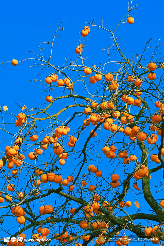 蓝天枯枝上的橙黄柿子
