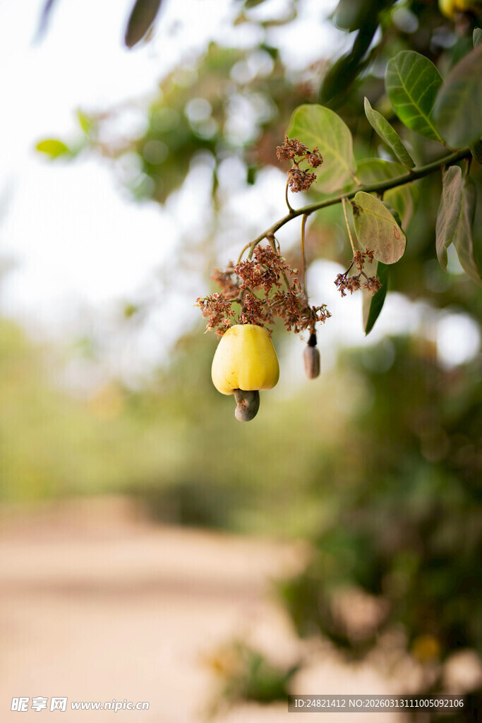 枝头挂着的黄梨