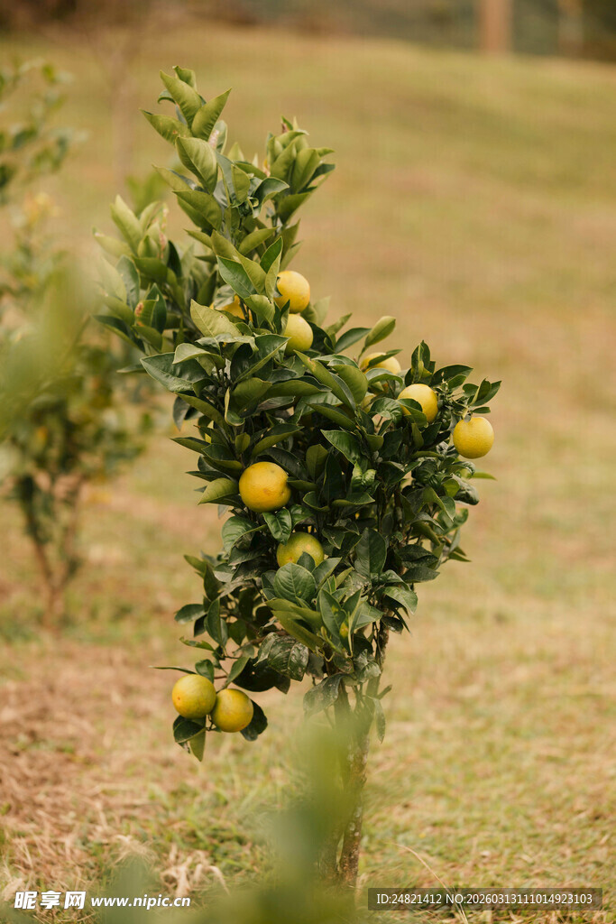 果园中的黄澄澄柑橘树
