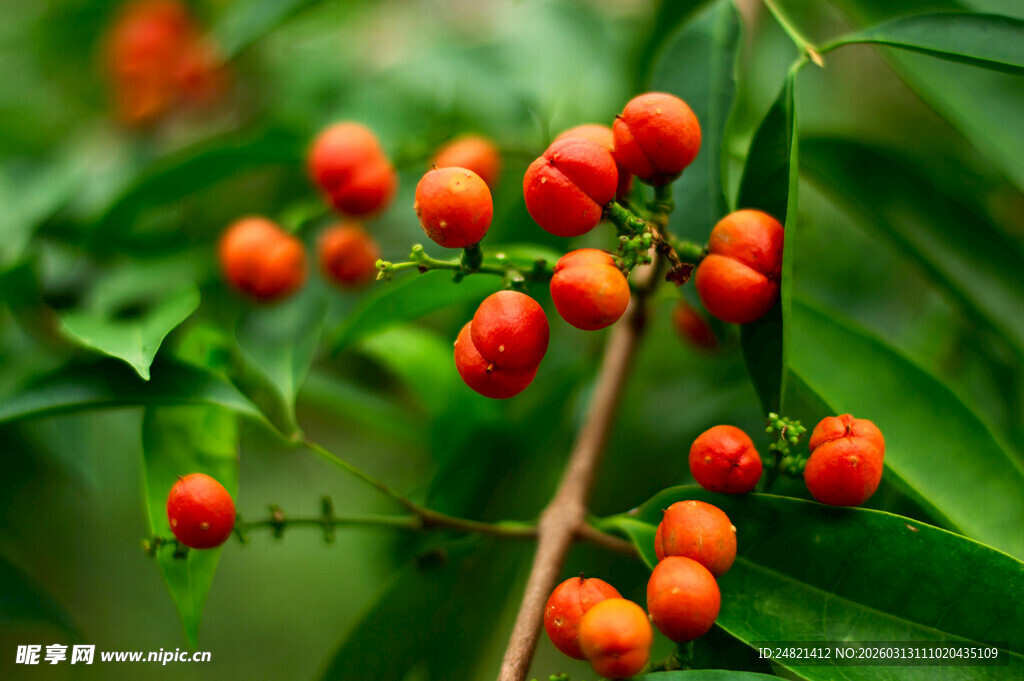 枝头红果绿叶相衬