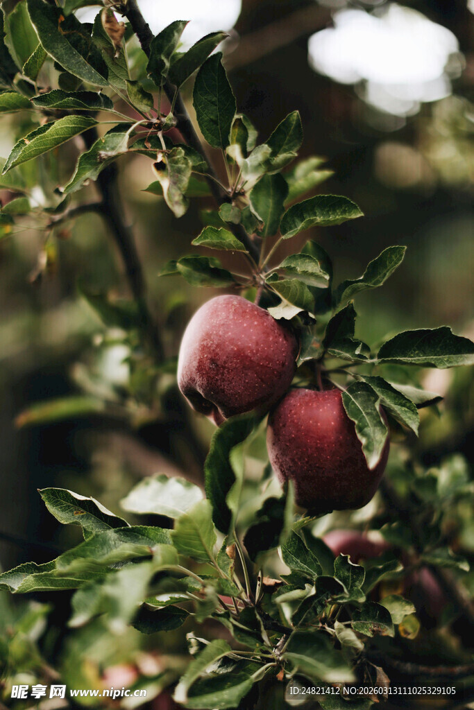 枝头红苹果