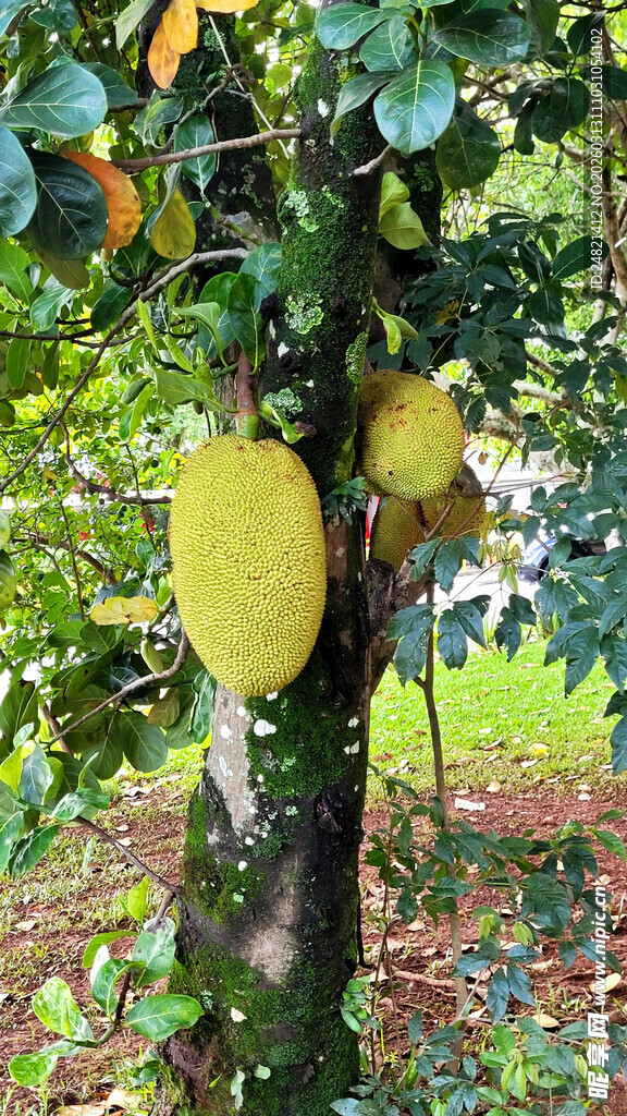 树上的饱满菠萝蜜