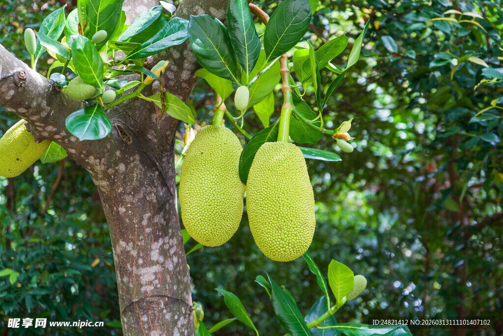 树上挂着的几个大菠萝蜜
