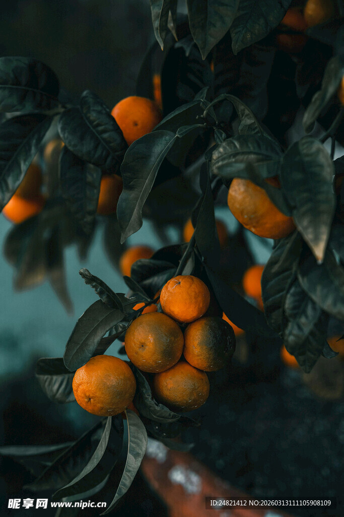 枝头饱满的橙色果实