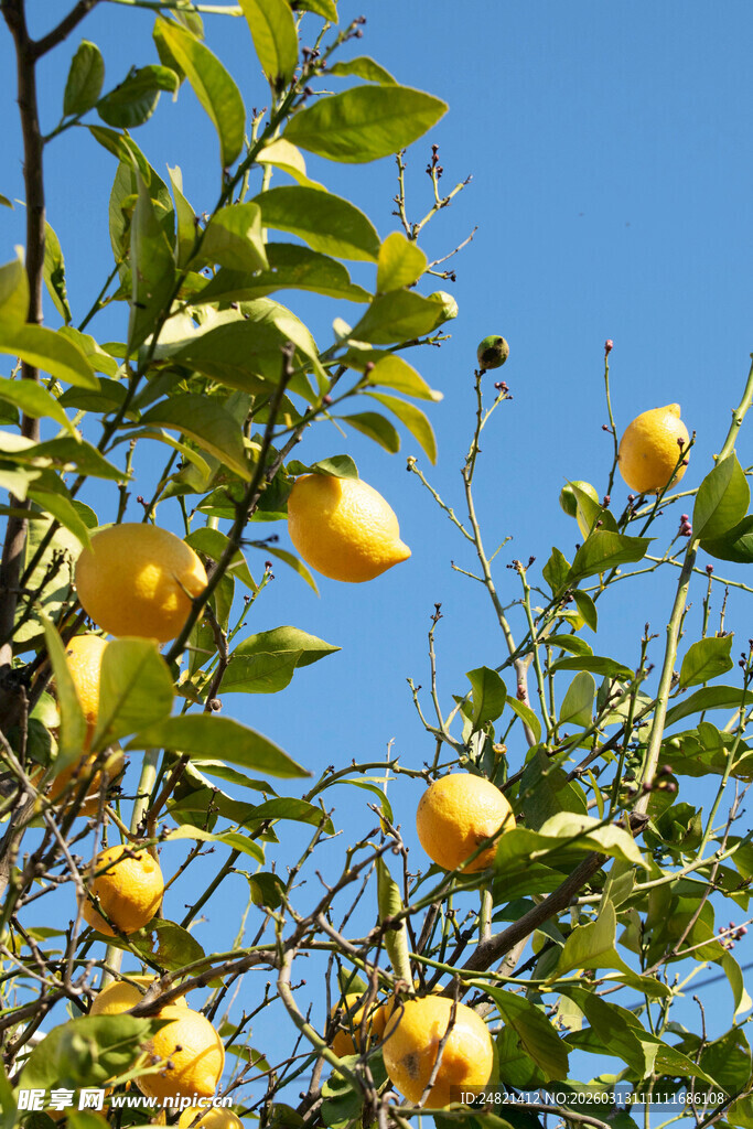 枝头柠檬挂