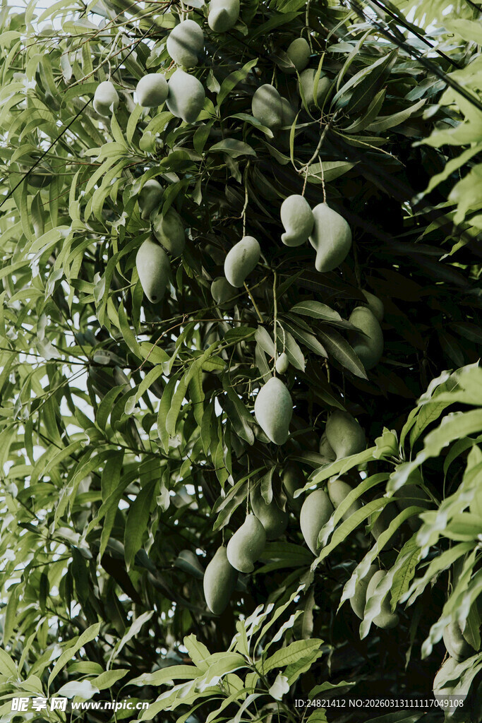 枝头挂满青芒果