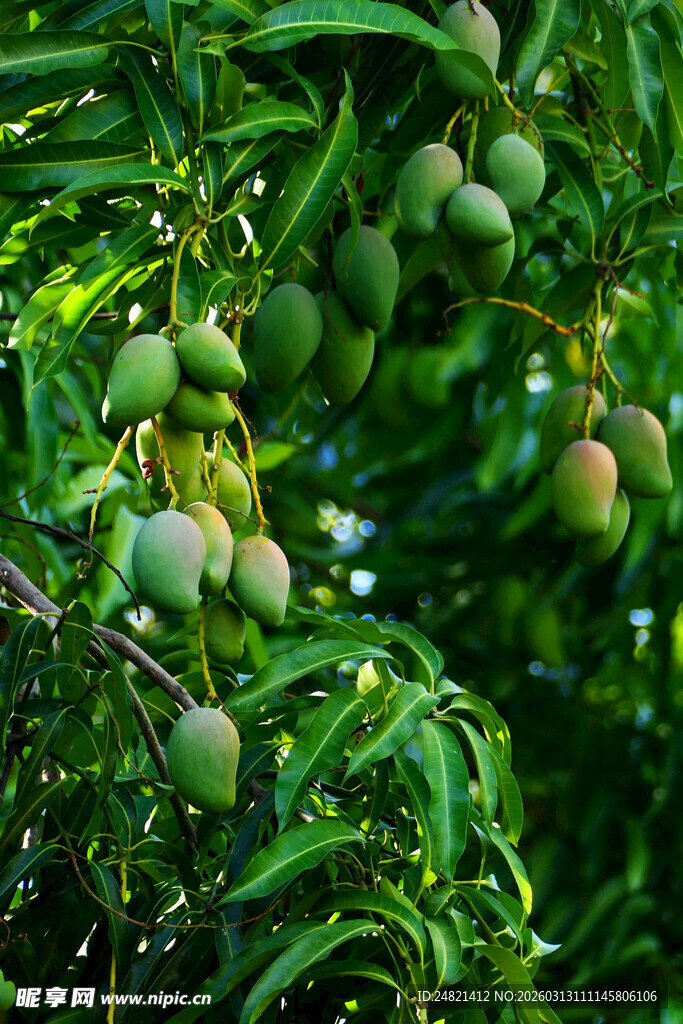 枝头挂满饱满青芒果