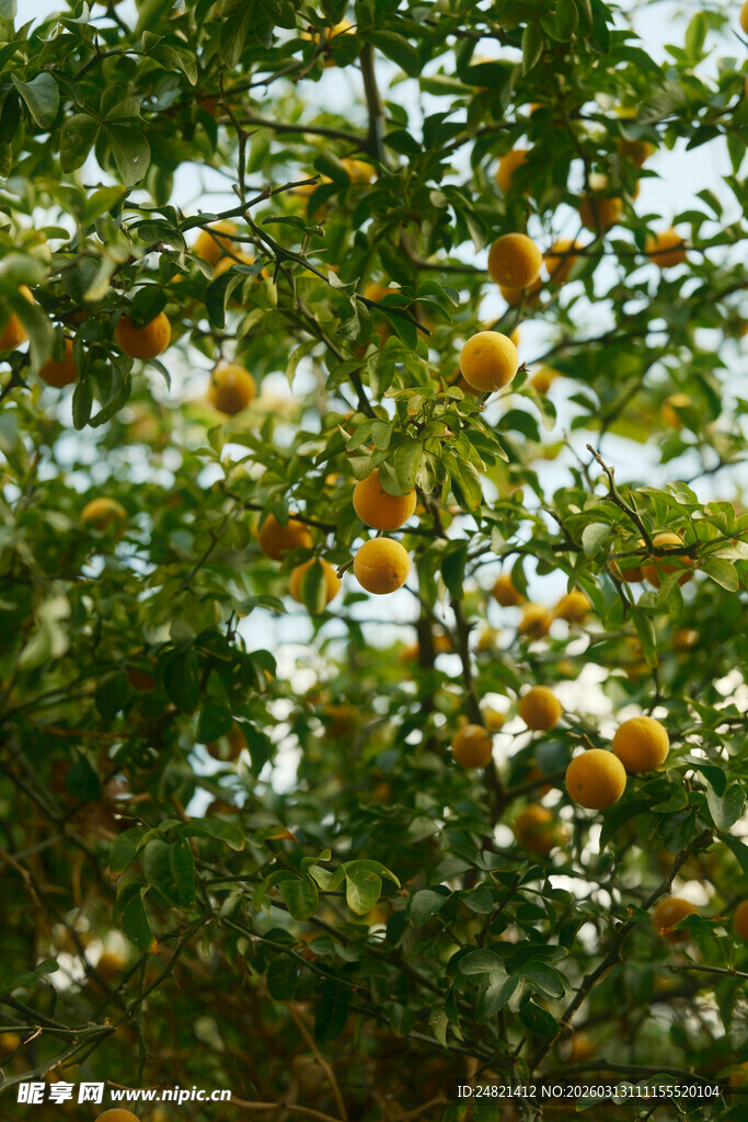 挂满果实的繁茂果树