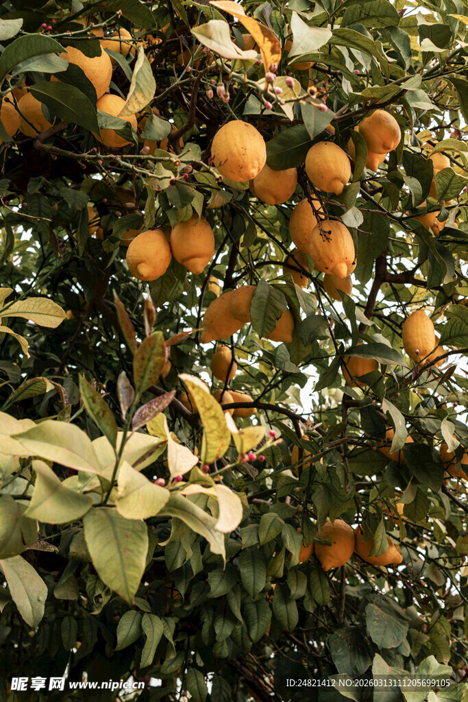 挂满果实的繁茂橘子树
