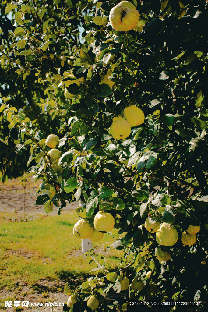 果园里挂满果实的柚子树