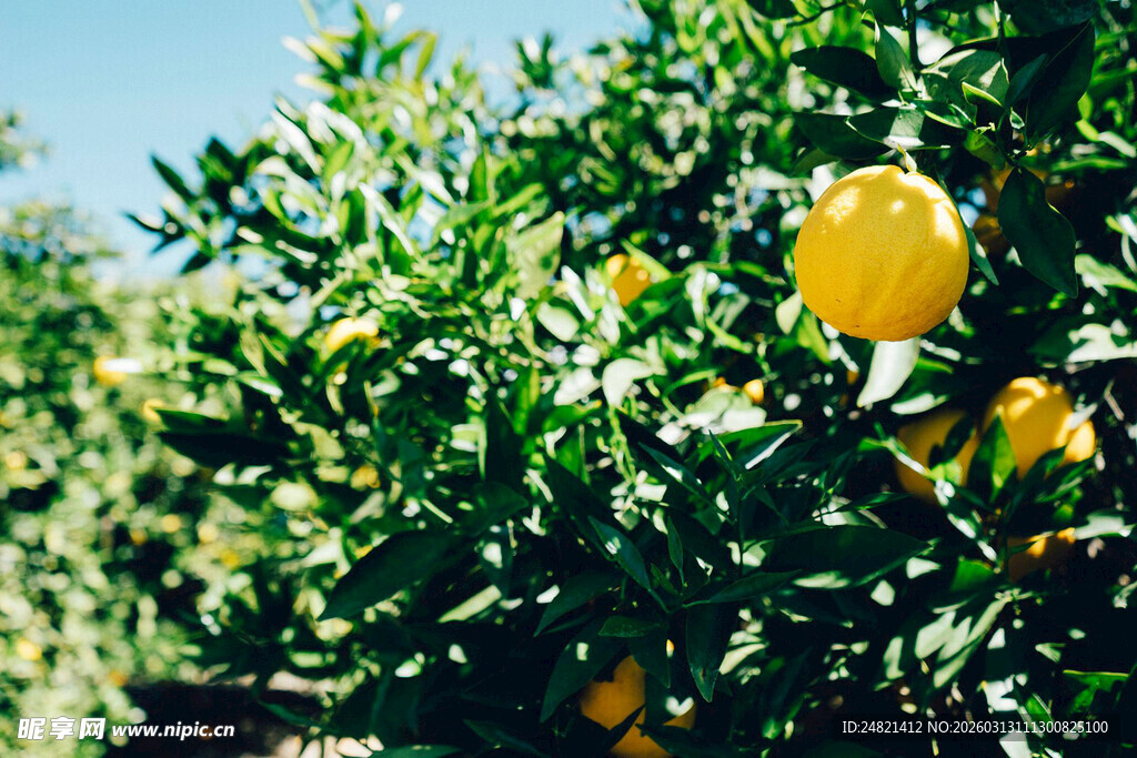 果园中的金黄柠檬果实