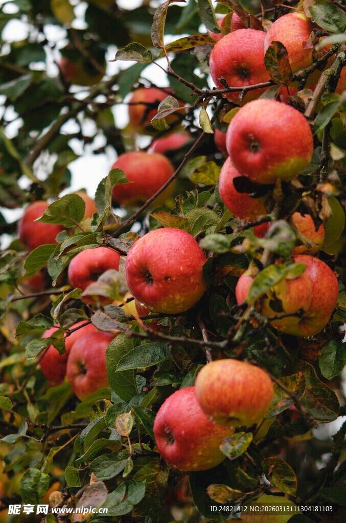 枝头硕果累累的红苹果