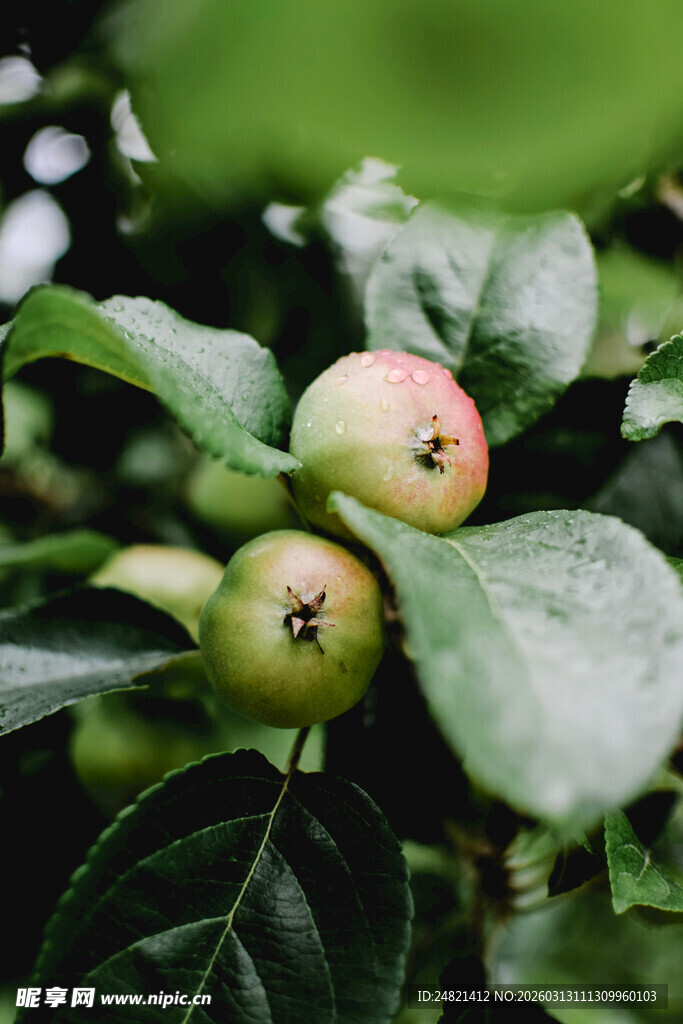 枝头青红相间的鲜嫩苹果