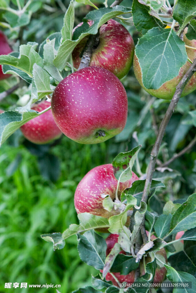 枝头红苹果