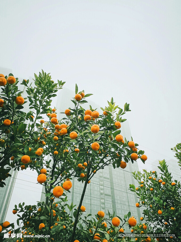 枝头挂满金黄橘子