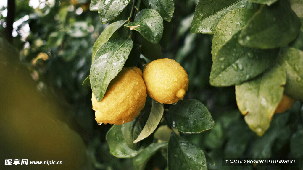 树上成熟的新鲜黄柠檬